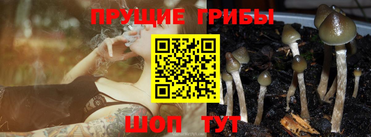 Псилоцибиновые грибы мицелий Ртищево